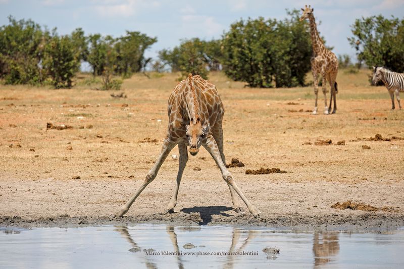 Angolan Giraffe - Giraffa camelopardalis angolensis