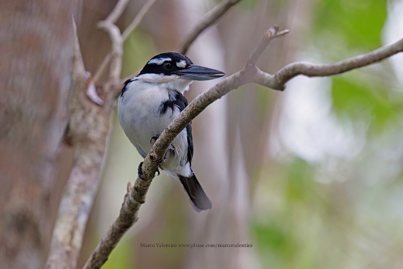 Sombre kingfisher - Todiramphus funebris