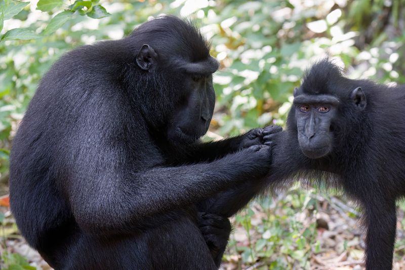 Sulawesi Black Macaque - Macaca nigra