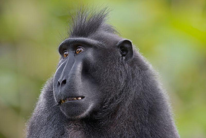 Sulawesi Black Macaque - Macaca nigra