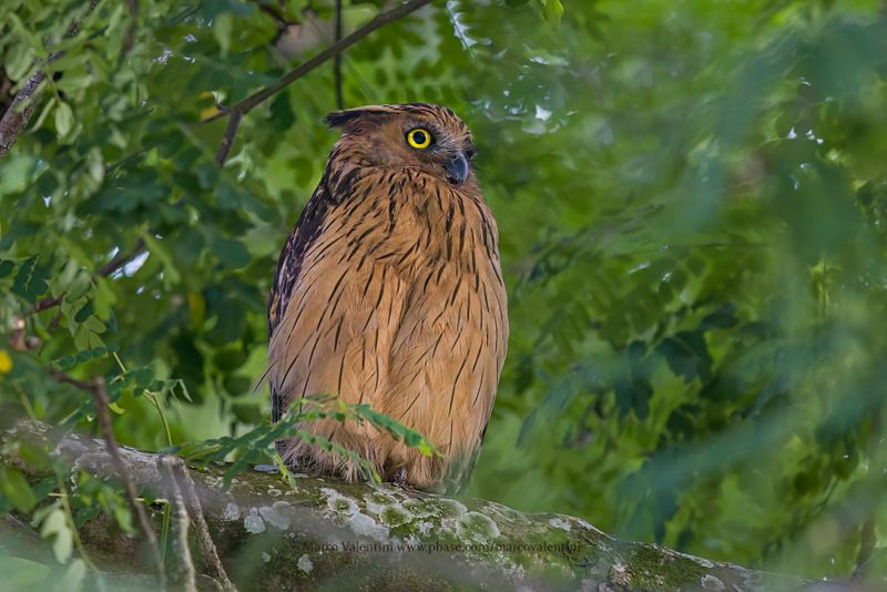 Buffy Fish-owl - Ketupa ketupu