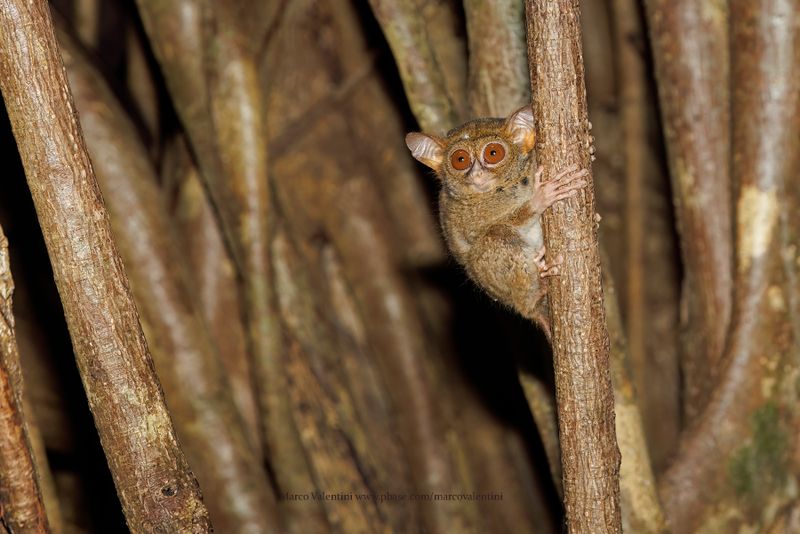 Gursky's Spectral Tarsius - Tarsius spectrumgurskiae