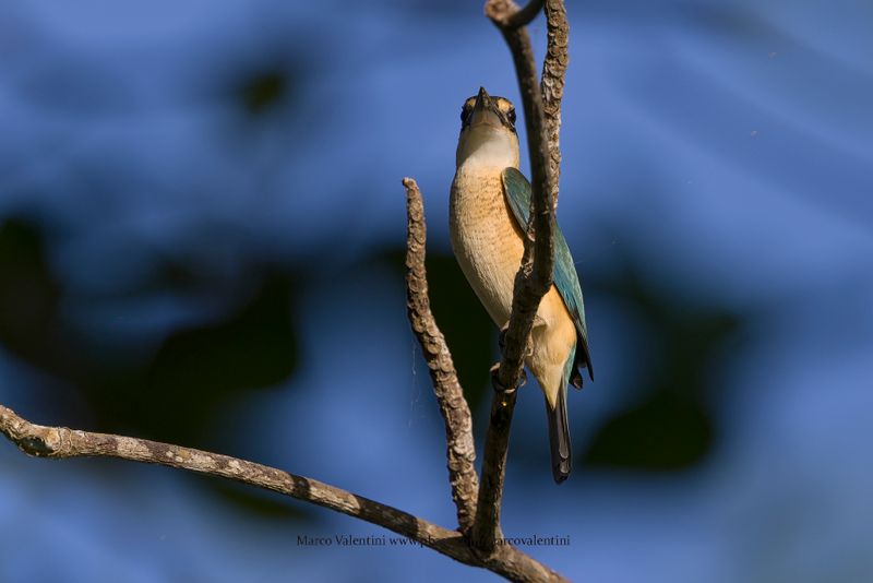 Sacred Kingfisher - Todiramphus sanctus
