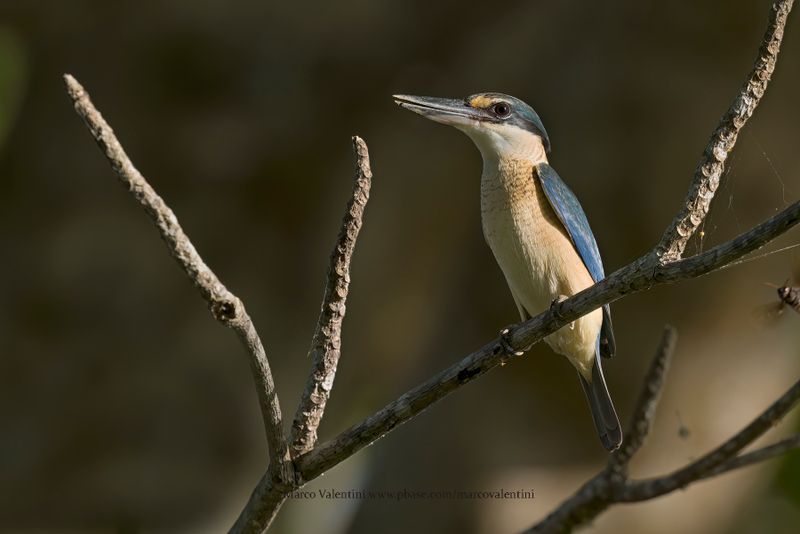 Sacred Kingfisher - Todiramphus sanctus