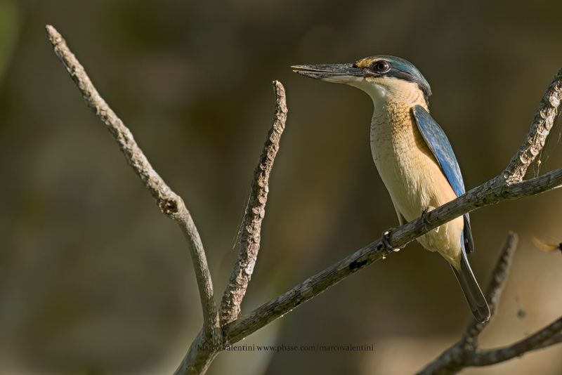 Sacred Kingfisher - Todiramphus sanctus