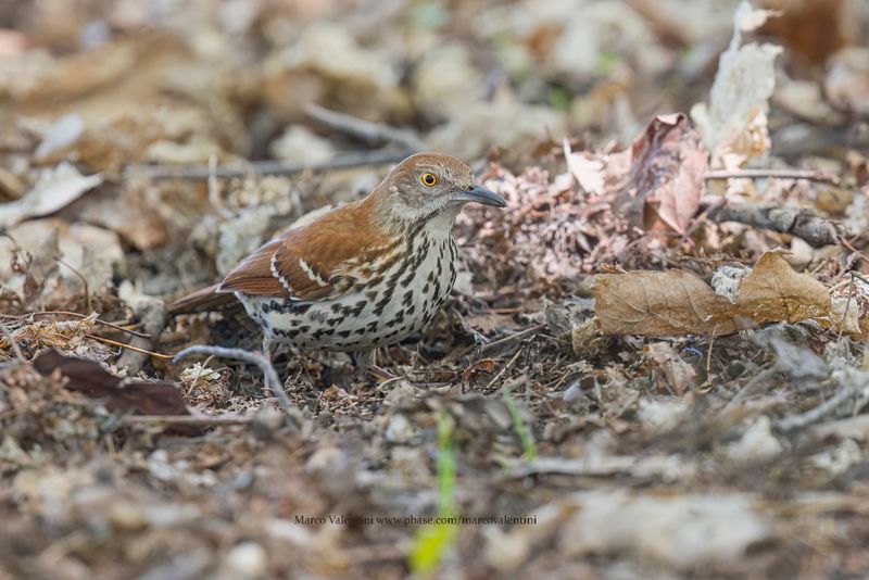 Brown Thrasher - Toxostoma rufum