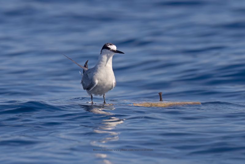 Bridled Tern - Onychoprion anaethetus