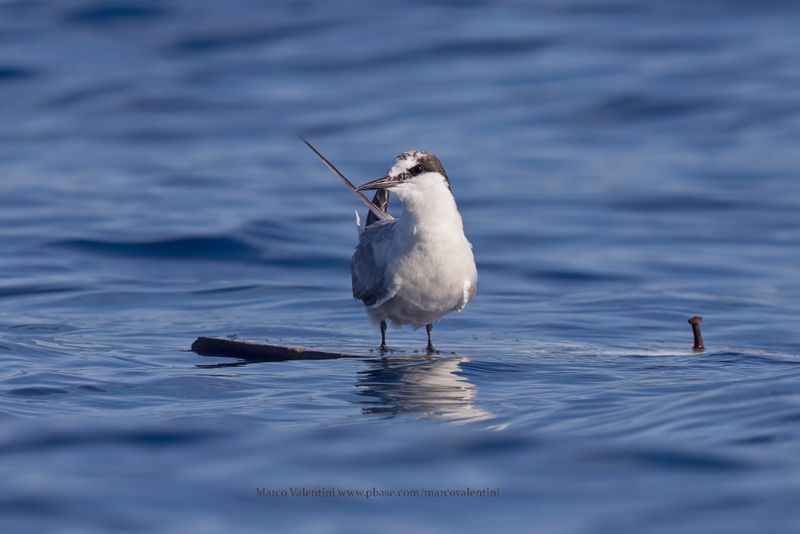 Bridled Tern - Onychoprion anaethetus