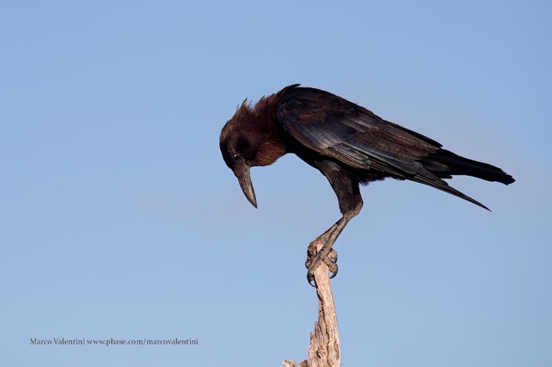 Cape Crow - Corvus capensis