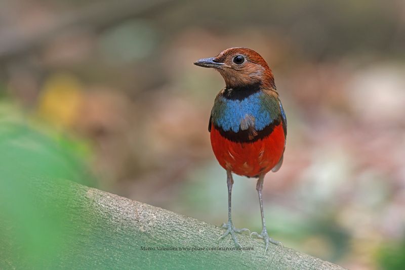 Sulawesi Pitta - Erythropitta celebensis