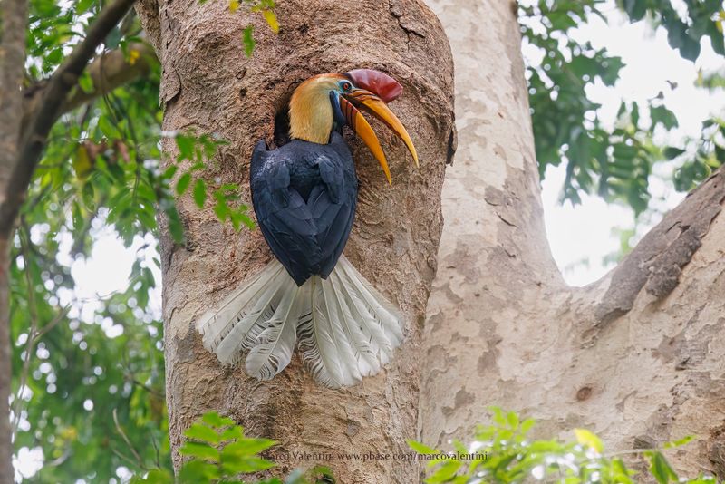 Knobbed Hornbill - Rhyticeros cassidix