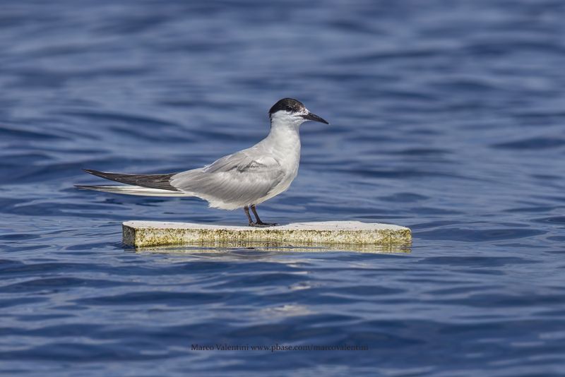 Gull-billed tern - Gelochelidon nilotica