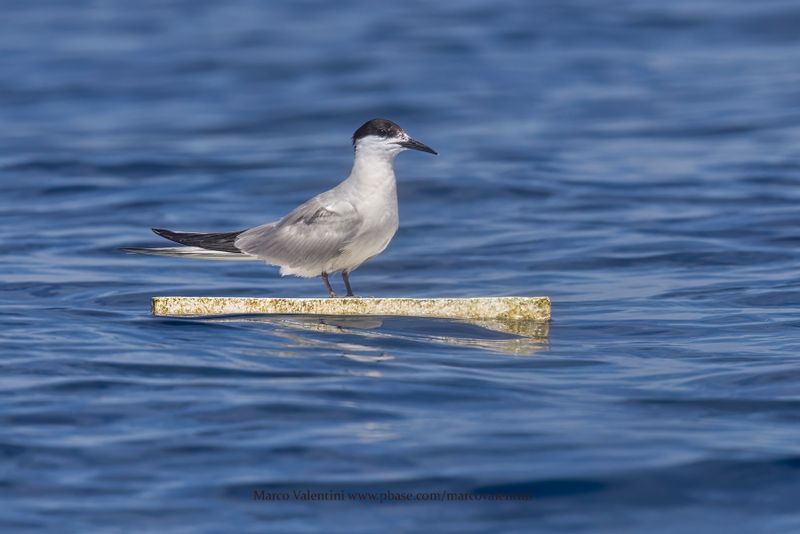 Gull-billed tern - Gelochelidon nilotica