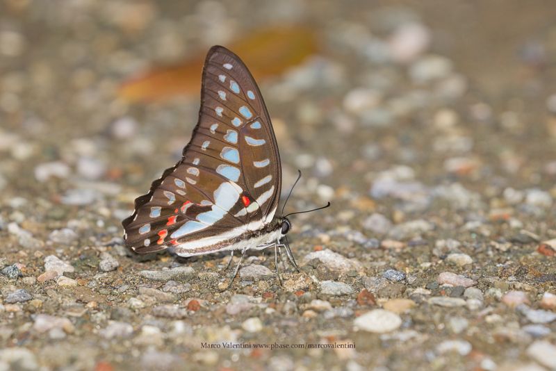 Graphium eurypilus