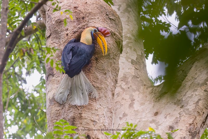 Knobbed Hornbill - Rhyticeros cassidix