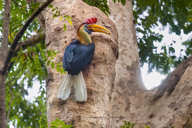 Knobbed Hornbill - Rhyticeros cassidix