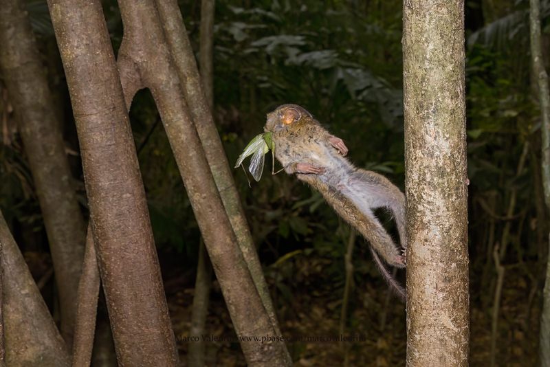 Gursky's Spectral Tarsius - Tarsius spectrumgurskiae