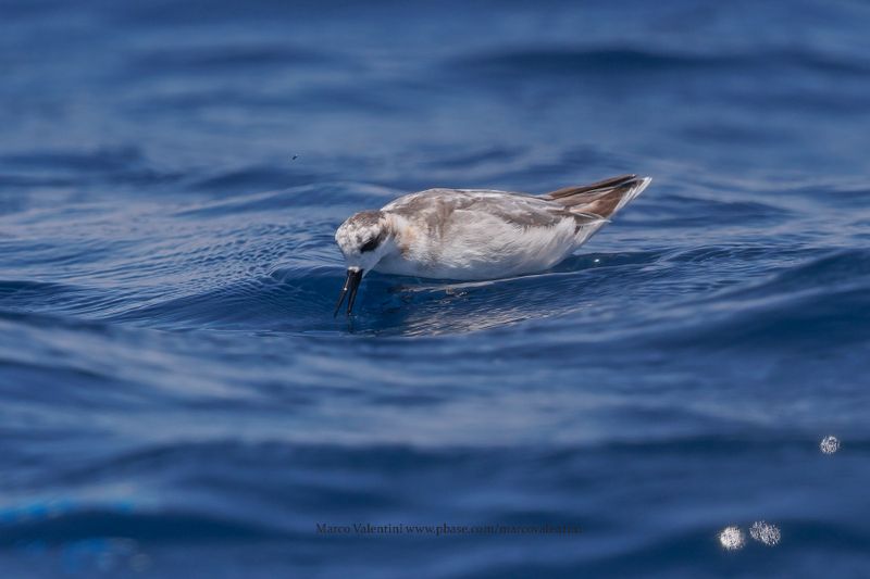 Red-necked Phalarope - Phalaropus lobatus