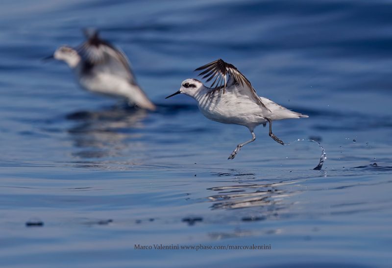 Red-necked Phalarope - Phalaropus lobatus