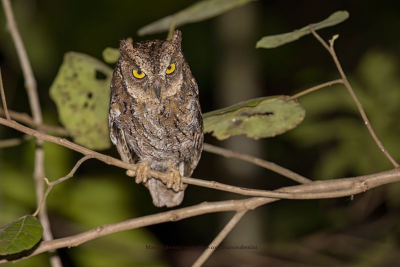 Moluccan Scops-owl - Otus magicus