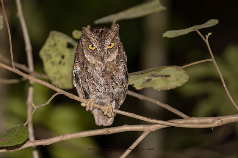 Moluccan Scops-owl - Otus magicus