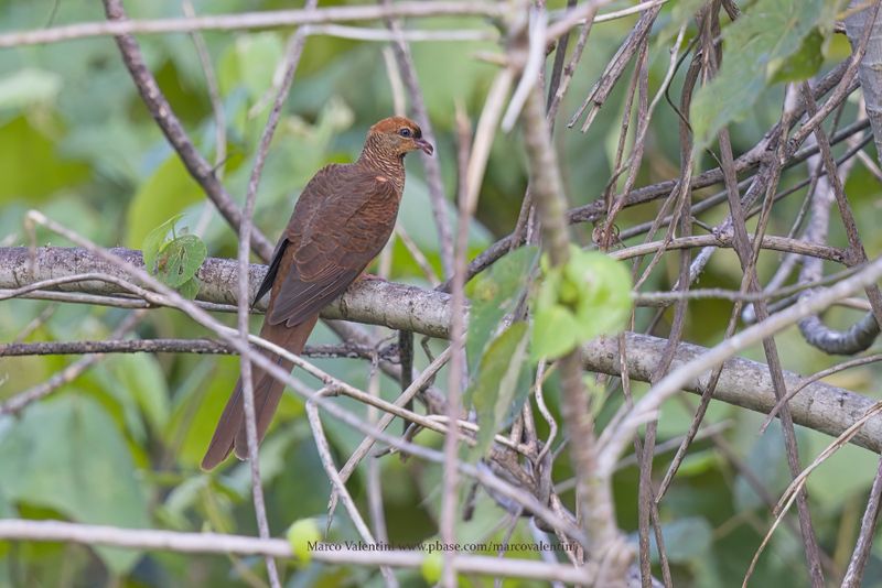 Sultan's cuckoo-dove - Macropygia doreya