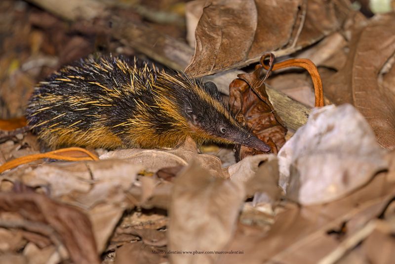 Lowland streaked Tenrec - Hemicentetes semispinosus