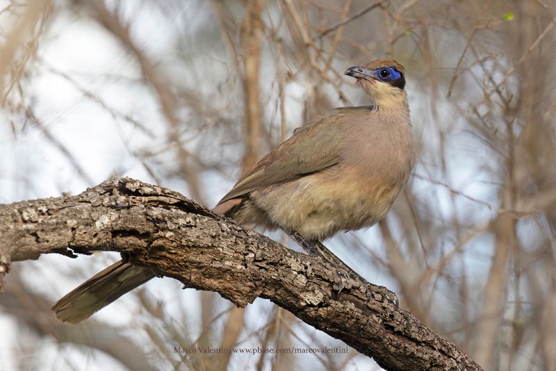 Red-capped Coua - Coua ruficeps