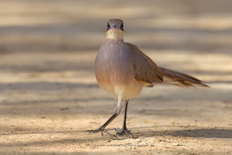 Red-capped Coua - Coua ruficeps