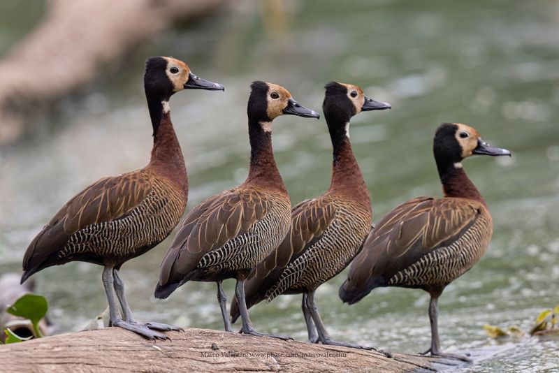 White-faced Whistling-duck - Dendrocygna viduata
