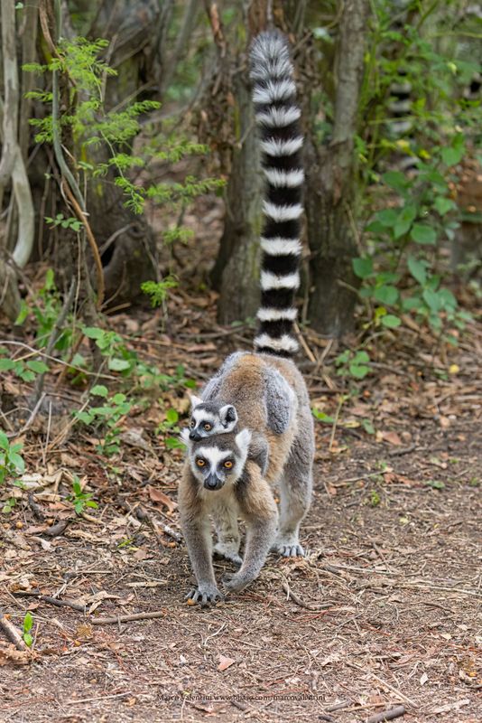 Ring-tailed lemur - Lemur catta