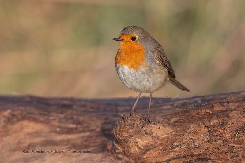 Robin - Erithacus rubecula