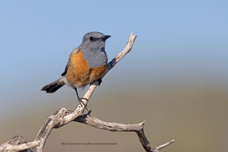 Littoral Rock-thrush - Monticola imerinus