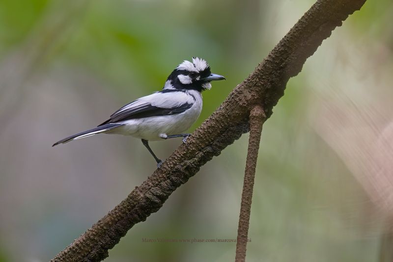 White-naped Monarch - Carterornis pileatus