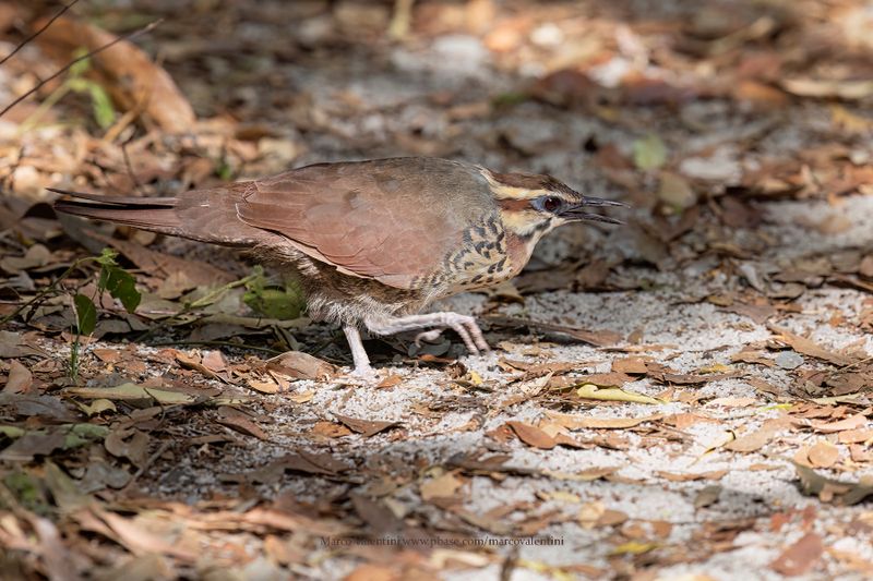 White-breasted Mesite - Mesitornis variegatus