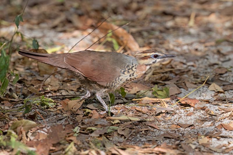 White-breasted Mesite - Mesitornis variegatus