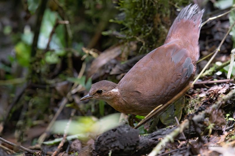 Brown mesite - Mesitornis unicolor