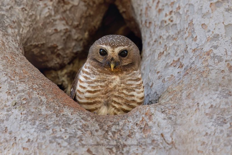 White-browed Owl - Athene superciliaris