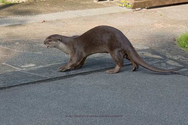 Smooth-coated Otter - Lutrogale perspicillata
