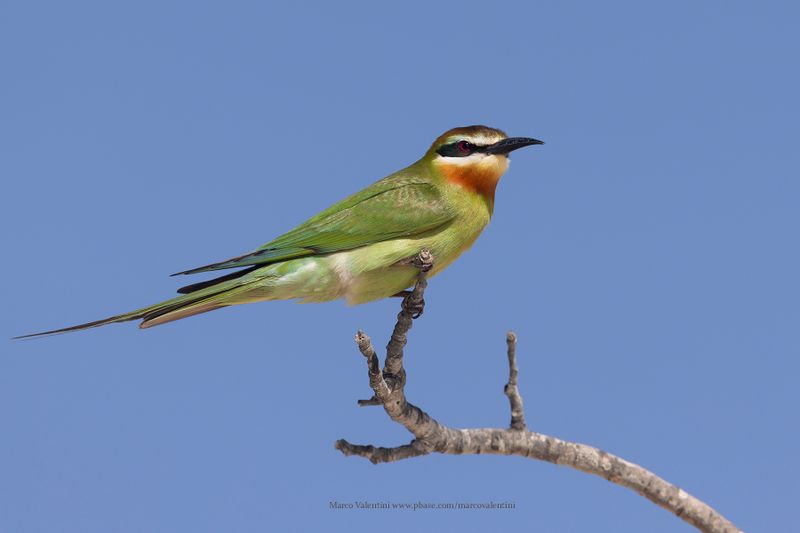 Madagascar Bee-eater - Merops superciliosus