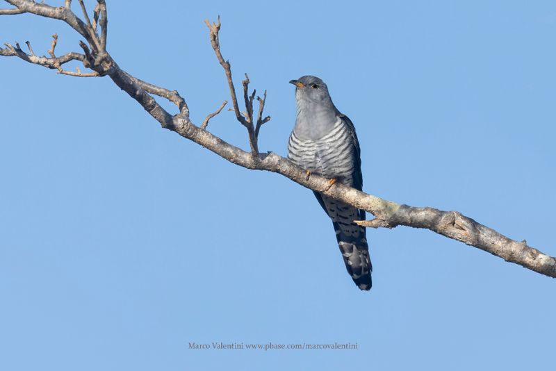 Madagascar Cuckoo - Cuculus rochii