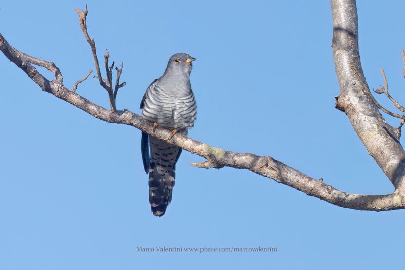 Madagascar Cuckoo - Cuculus rochii