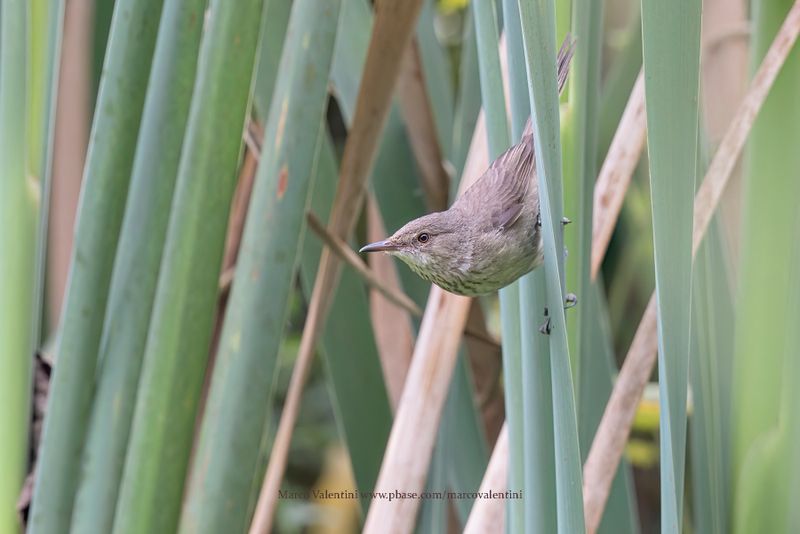 Malagasy Brush-warbler - Nesillas typica