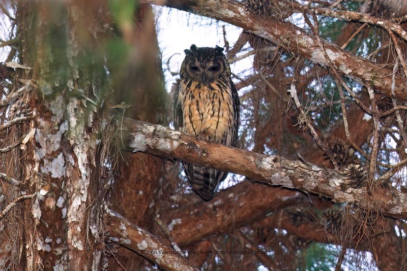 Madagascar Owl - Asio madagascariensis