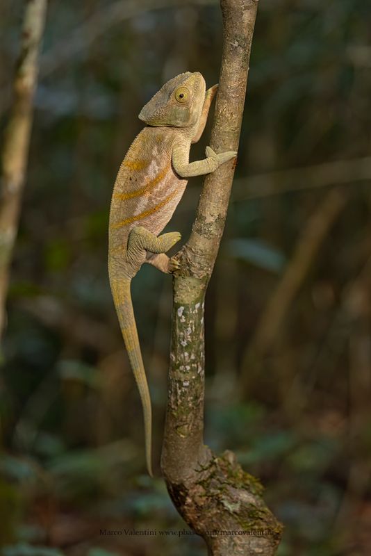 Parson's Chameleon - Calumna parsonii