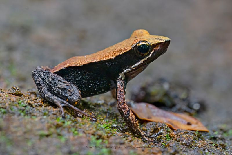 Brown mantella - Mantella betsileo