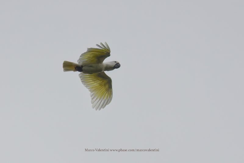 White Cocaktoo - Cacatua alba