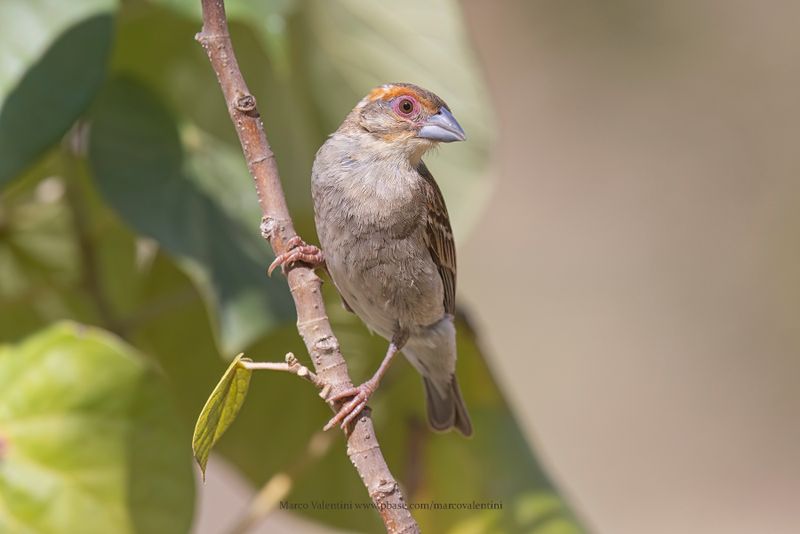 Sakalava Weaver - Ploceus sakalava