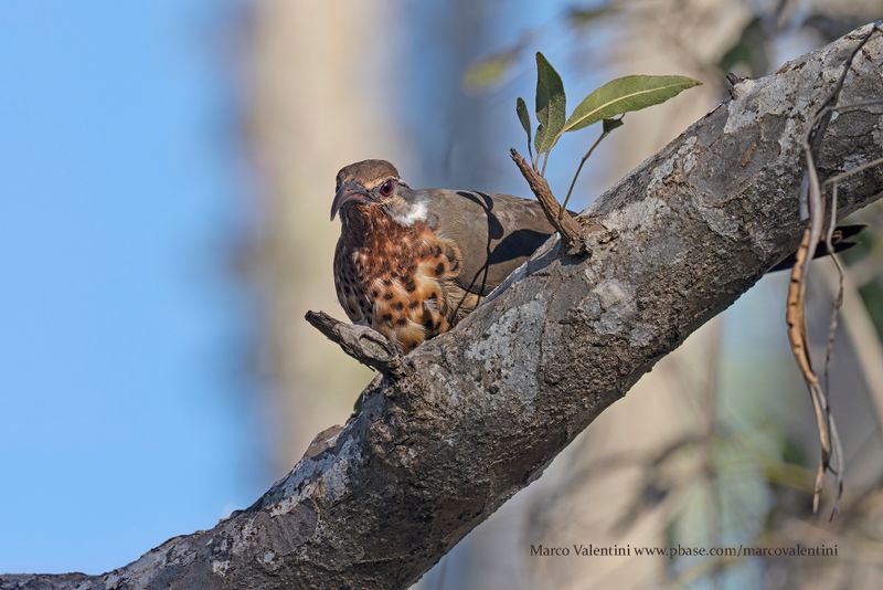 Subdesert Mesite - Monias benschi