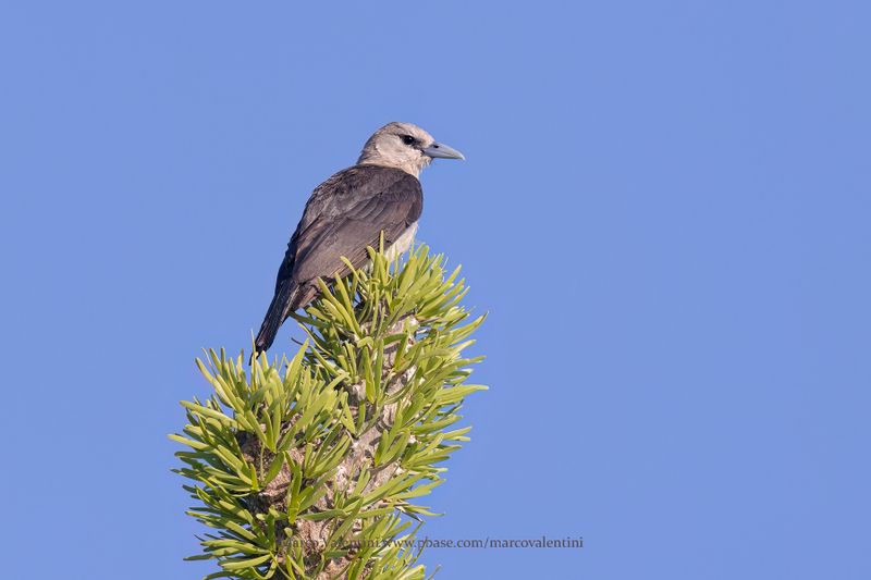 White-headed vanga - Artamella viridis